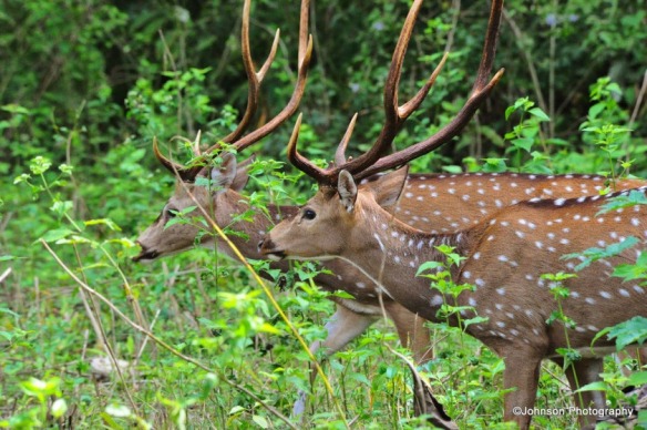 spotted-deer-or-cheetal-13