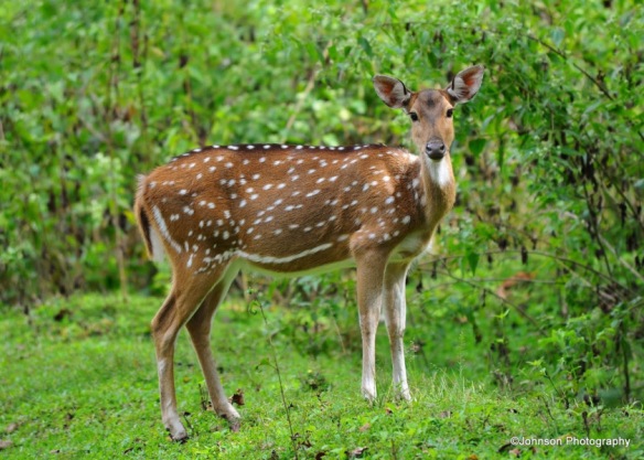 spotted-deer-or-cheetal-6