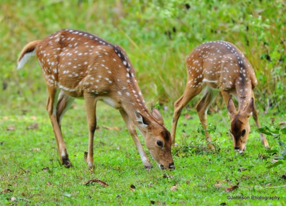 spotted-deer-or-cheetal-7